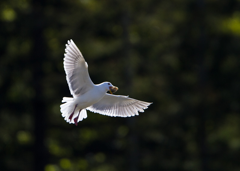 Gull With Clam